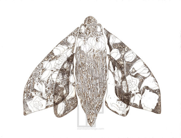 Moth etching black white 50x30