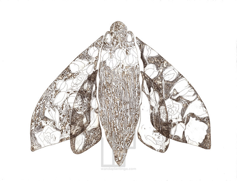 Moth etching black white 50x30